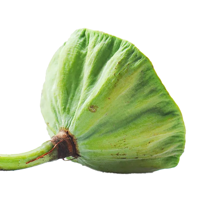 85莲蓬  (1)水果超市商品白底图免抠实物摄影png格式图片透明底