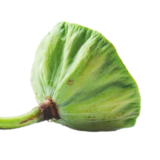 85莲蓬  (1)水果超市商品白底图免抠实物摄影png格式图片透明底