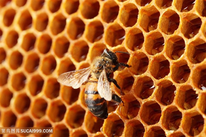 高清图蜜蜂采蜂蜜动物大全