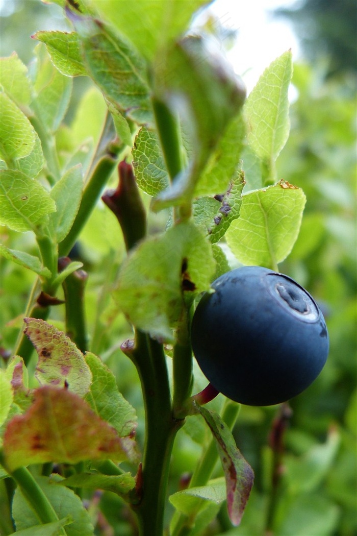 新鲜的树上蓝莓