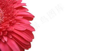 白色背景下的红色非洲菊花瓣