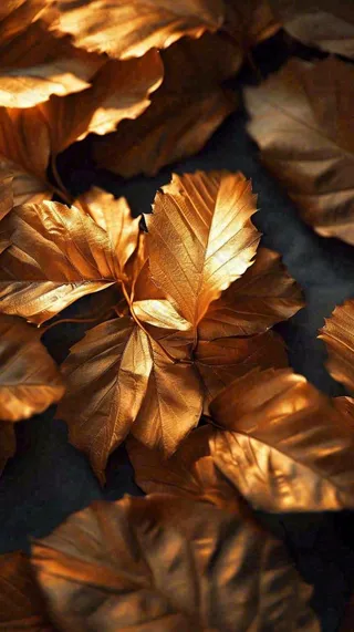 秋天秋叶金黄色满地落叶，秋分摄影图