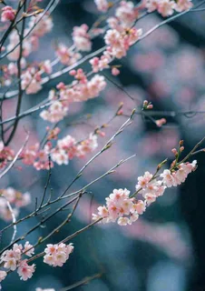 冬天浪漫白色花朵枝叶，冬季植物大雪小雪冬至新春摄影图