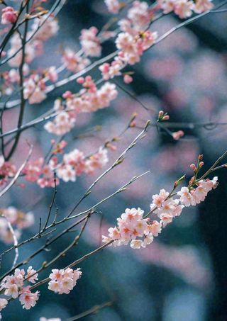 冬天浪漫白色花朵枝叶，冬季植物大雪小雪冬至新春摄影图