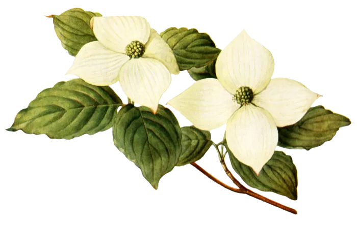 复古手绘植物花卉玫瑰花PNG免扣图案高清图片PS设计素材图