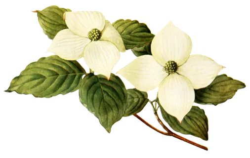 复古手绘植物花卉玫瑰花PNG免扣图案高清图片PS设计素材图 复古手绘植物花卉玫瑰花PNG免扣图案高清图片PS设计素材图