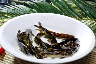 HQ-534长江黄辣丁