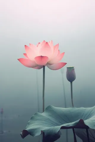 中国风雾面荷花粉色大气背景