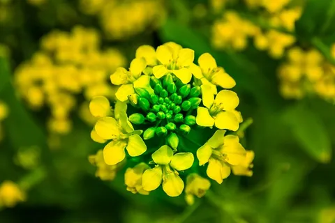 春天油菜花摄影图片 春天油菜花摄影图片