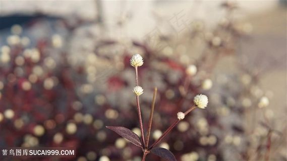伏生千日红银花苋