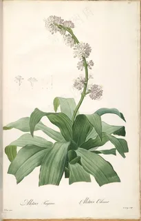 雷杜德原版花草唯美花卉植物插画 雷杜德原版花草唯美花卉植物插画