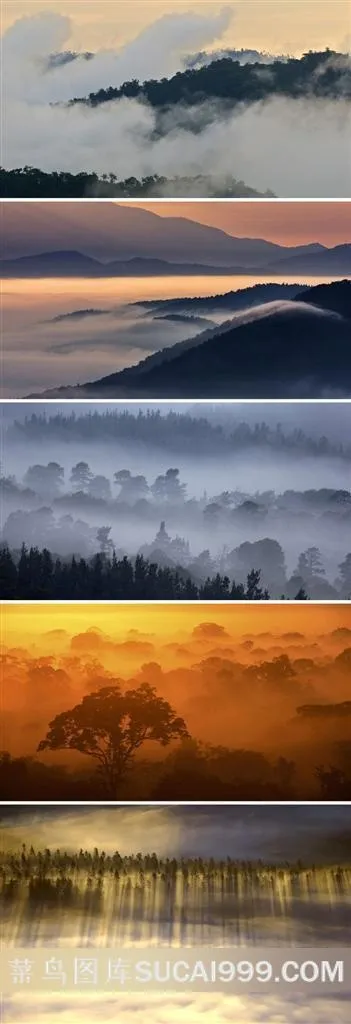 早晨雾气弥漫的森林迷人风景