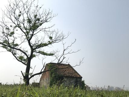田野小房枯树特写