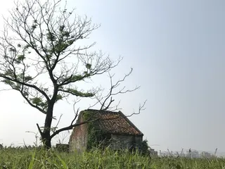 田野小房枯树特写