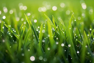 清晨草丛嫩叶露珠摄影图