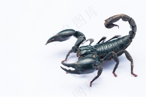 一个凶狠的黑色蝎子