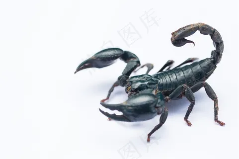 一个凶狠的黑色蝎子