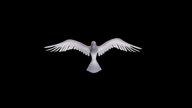 鸽子, 鸟, 翅膀, 飞行, 动物, 羽毛, 和平, 白色的