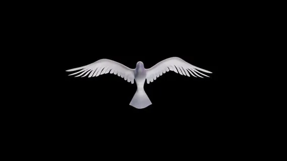 鸽子, 鸟, 翅膀, 飞行, 动物, 羽毛, 和平, 白色的