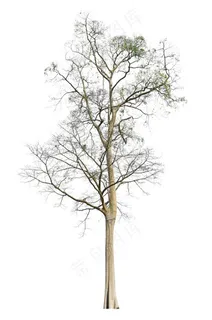 美丽的景观树木树枝