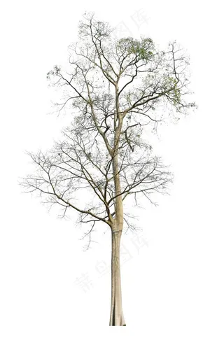 美丽的景观树木树枝