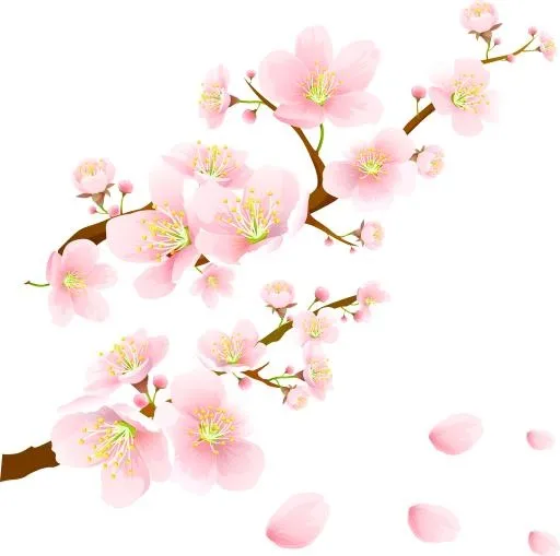 樱花 PNG免抠(2900x2887)