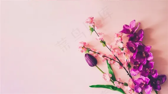 春季春天紫色郁金香蝴蝶兰樱花鲜花卉粉色桌面背景 春季春天紫色郁金香蝴蝶兰樱花鲜花卉粉色桌面背景