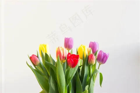 郁金香花束鲜花图片 郁金香花束鲜花图片