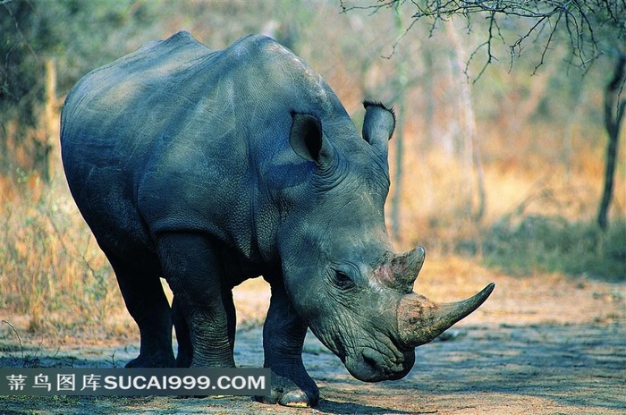 犀牛高清摄影图片