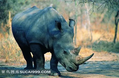 犀牛高清摄影图片