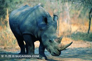 犀牛高清摄影图片