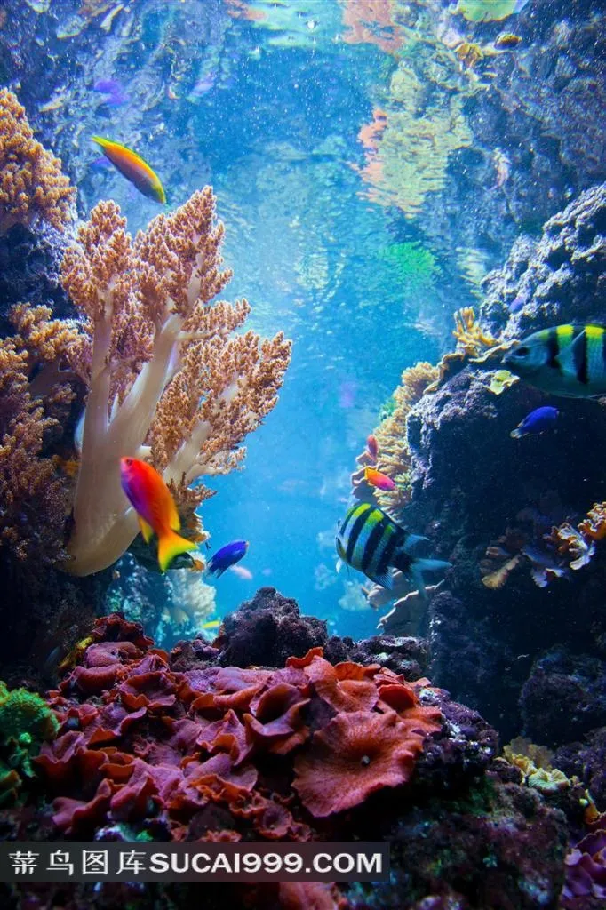 清澈海底世界炫丽风光风景图片