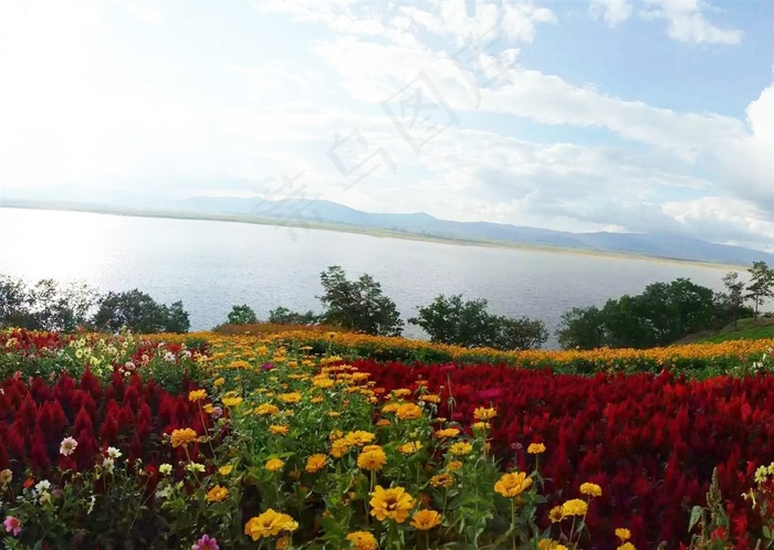 河边的花海图片