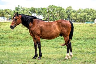 户外棕色马匹图片