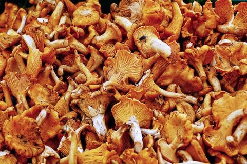食用香菇图片