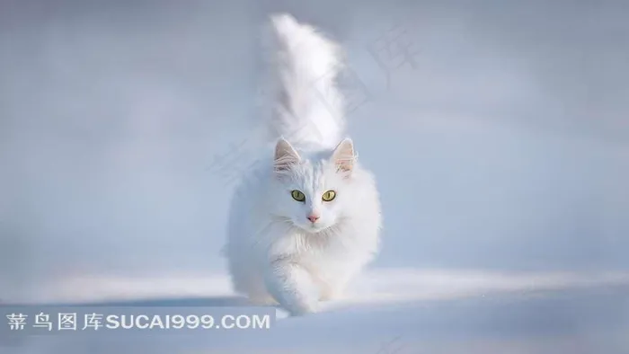 走路的白色猫