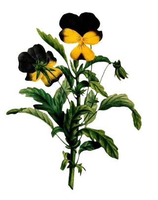 复古手绘植物花卉插画 免抠