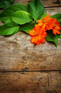 淡雅清新橙色鲜花图片