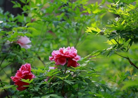 富丽堂皇的牡丹花图