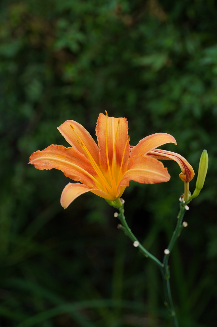 黄花、黄花菜