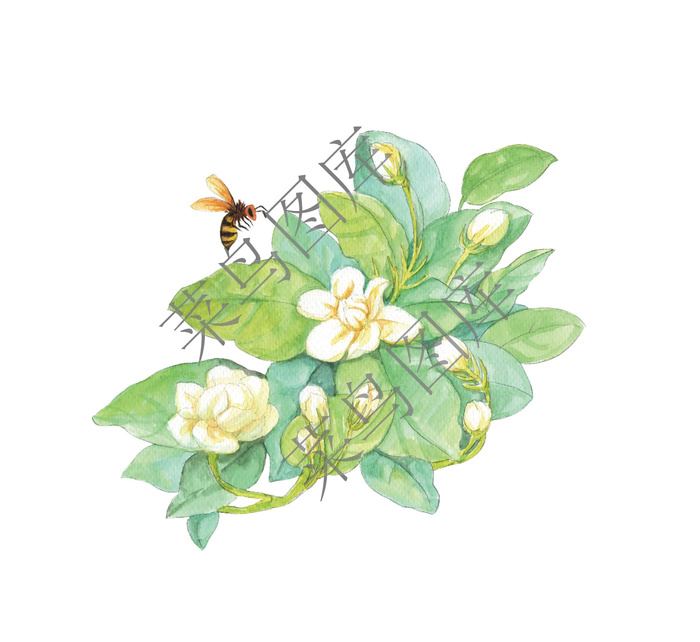 茉莉花高清图ai矢量模版下载