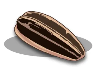 向日葵种子 PNG免抠