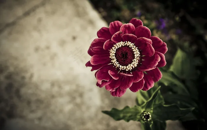 春季月季花图片 春季月季花图片