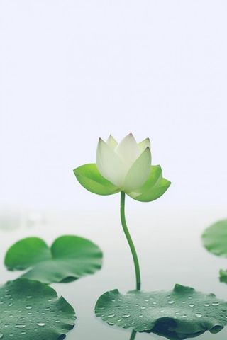 简约摄影清新荷花白绿色背景