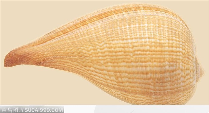 螺旋纹贝壳（大蒜状）