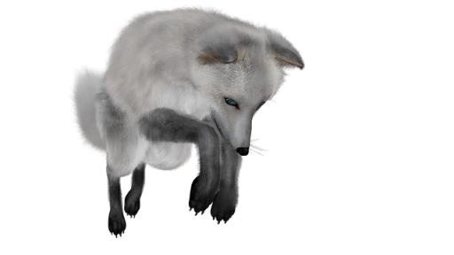 北极狐 PNG(640x360)