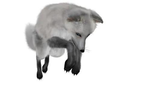 北极狐 PNG(640x360)