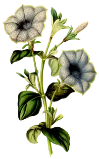 复古手绘植物花卉玫瑰花PNG免扣图案高清图片PS设计素材图