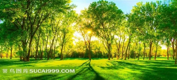 清晨公园里的树林景色 清晨公园里的树林景色