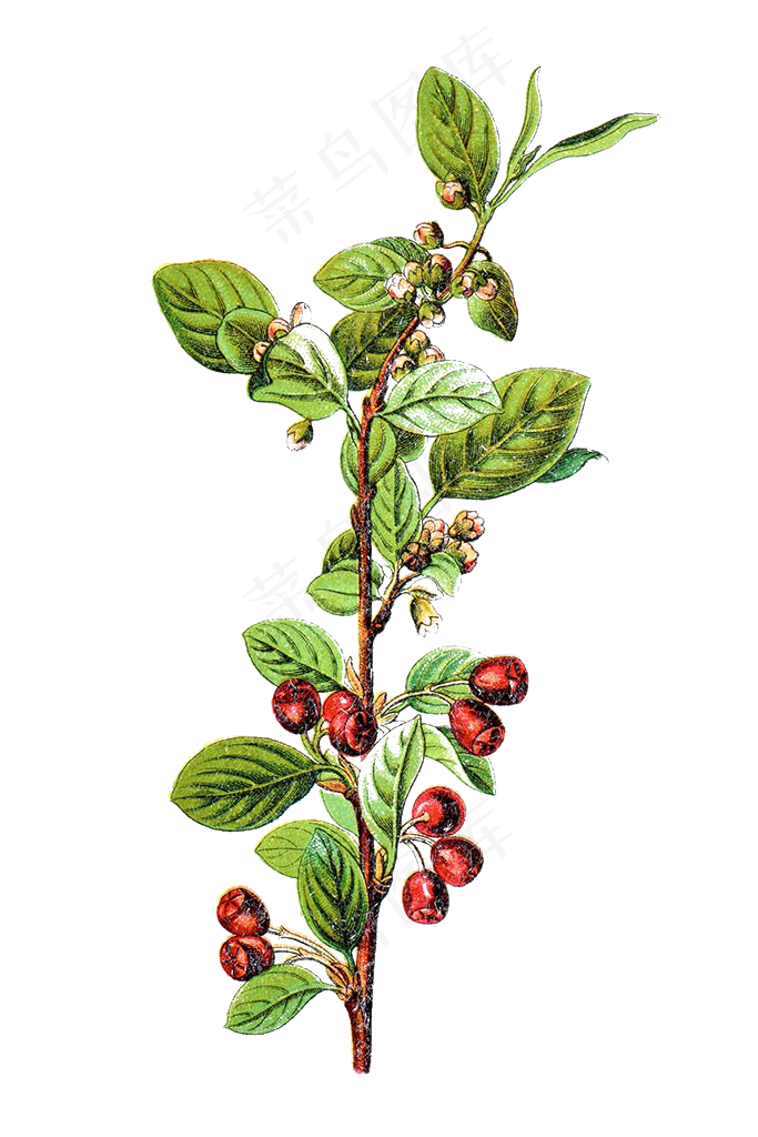 手绘草本中药药材